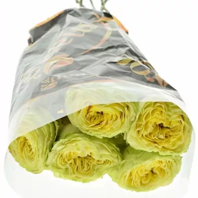 Žlutá růže LEMON ZESTE 60cm (XXL)