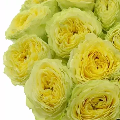 Žlutá růže LEMON ZESTE 60cm (XXL)