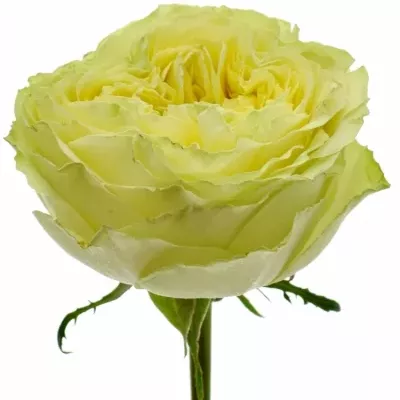 Žlutá růže LEMON ZESTE 50cm (XL)