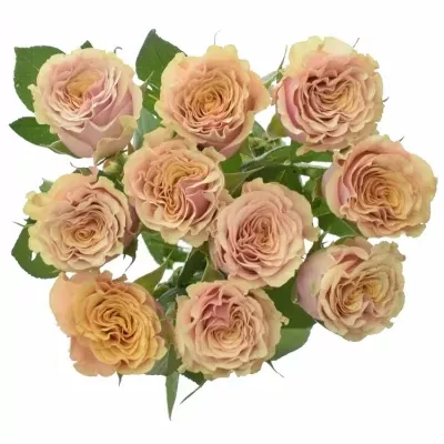 Žlutá růže MABELLA 70cm (XXL)