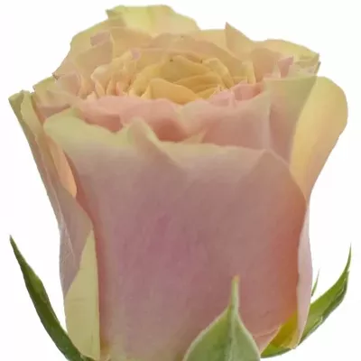 Růžová růže MABELLA 40cm (XL)