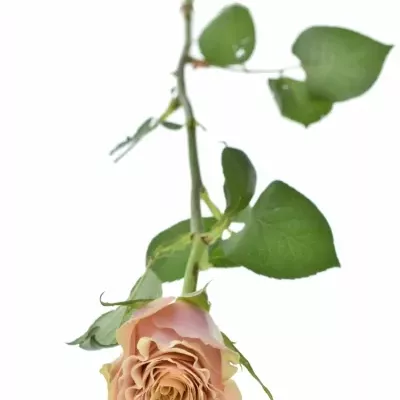 Žlutá růže MABELLA 70cm (XXL)