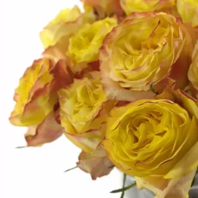 Žlutá růže MADAGASCAR