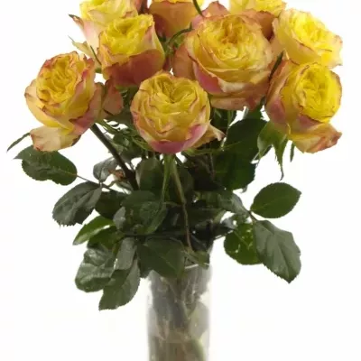 Žlutá růže MADAGASCAR