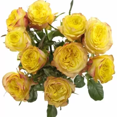 Žlutá růže MADAGASCAR