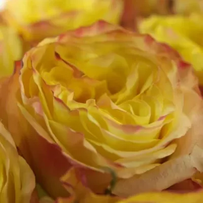 Žlutá růže MADAGASCAR