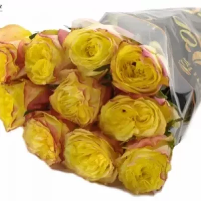 Žlutá růže MADAGASCAR