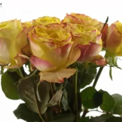 Žlutá růže MADAGASCAR