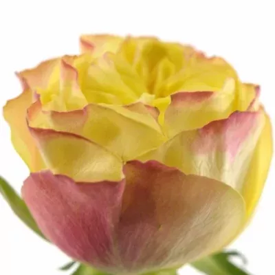 Žlutá růže MADAGASCAR 60cm