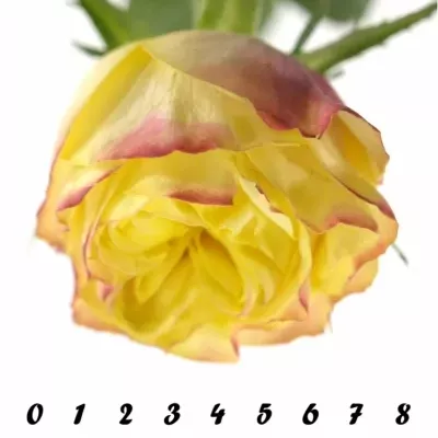 Žlutá růže MADAGASCAR