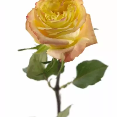 Žlutá růže MADAGASCAR