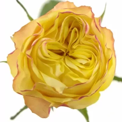 Žlutá růže MADAGASCAR