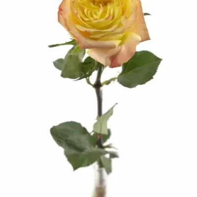 Žlutá růže MADAGASCAR