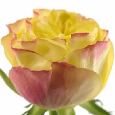 Žlutá růže MADAGASCAR