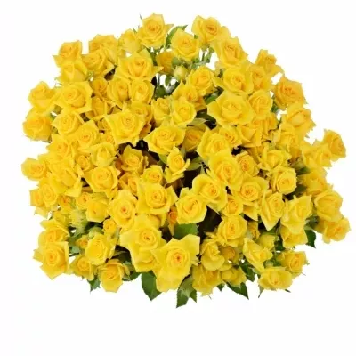 Žlutá růže MARIAH 60cm/5+