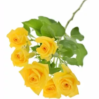 Žlutá růže MARIAH 60cm/5+