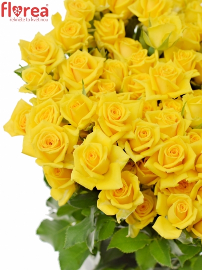 Žlutá růže MARIAH 50cm/4+