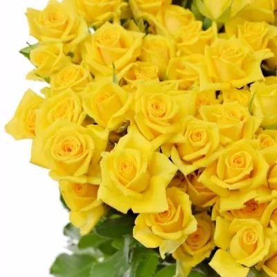 Žltá ruža MARIAH 40cm / 4 +