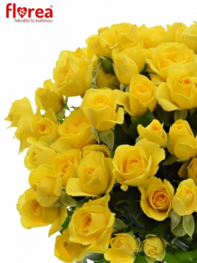 Žlutá růže MARISA 50cm/4+ (S)