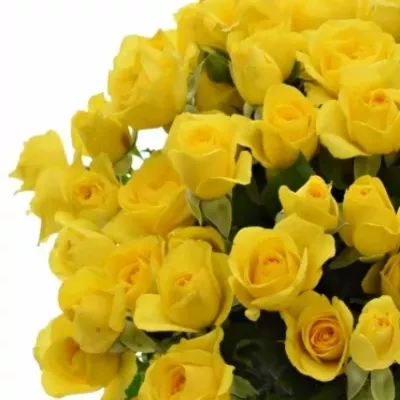 Žltá ruža MARISA 40cm / 4 +