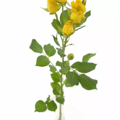 Žlutá růže MARISA 50cm/4+ (S)