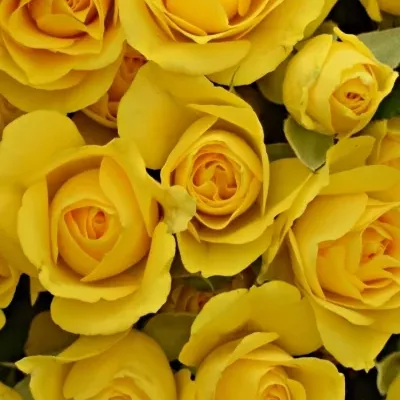Žlutá růže MARISA 50cm/4+ (S)