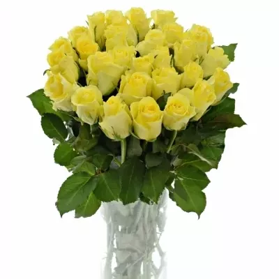 Žlutá růže MINION ROSE 50cm (M)