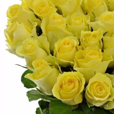 Žlutá růže MINION ROSE 50cm (M)