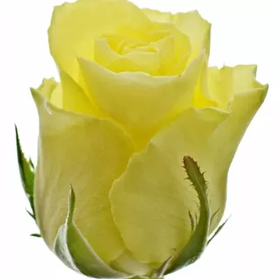 Žlutá růže MINION ROSE 50cm (L)