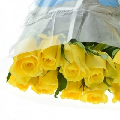 Žlutá růže MOONWALK 50cm X(L)