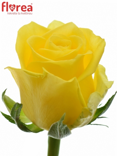 Žlutá růže MOONWALK 