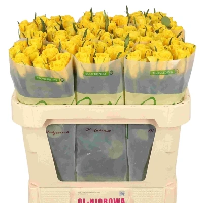 Žlutá růže MOONWALK 50cm X(L)