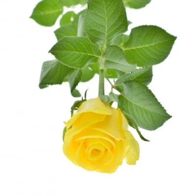 Žlutá růže MOONWALK 50cm X(L)