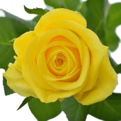 Žlutá růže MOONWALK 50cm X(L)