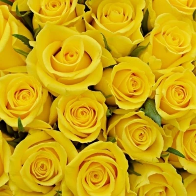 Žlutá růže MOONWALK 50cm X(L)