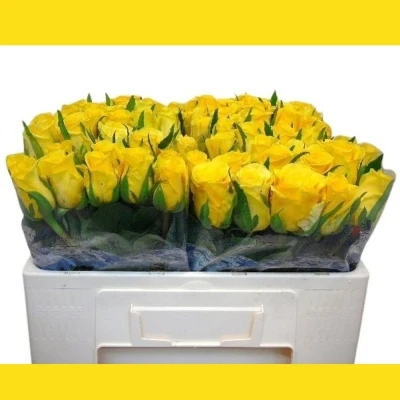 Žlutá růže MOONWALK 50cm X(L)