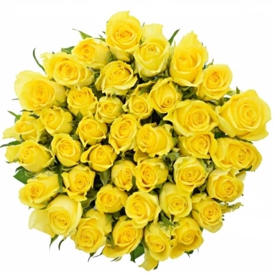 Žlutá růže MOONWALK 50cm X(L)