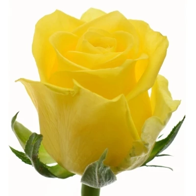 Žlutá růže MOONWALK 50cm (L)