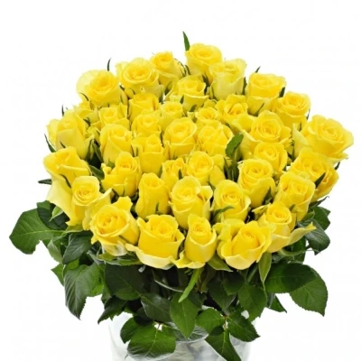 Žlutá růže MOONWALK 50cm X(L)