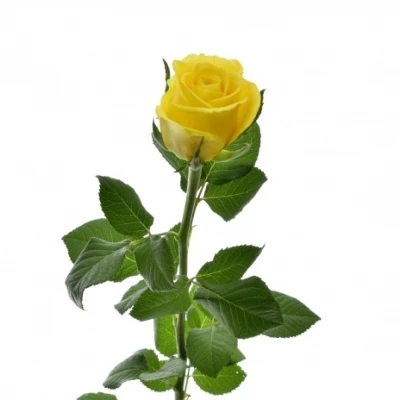 Žlutá růže MOONWALK 50cm X(L)