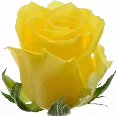 Žlutá růže MOONWALK 70cm (L)