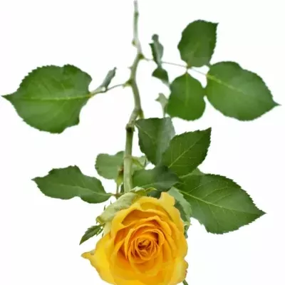 Žlutá růže Paco! 50cm (M)