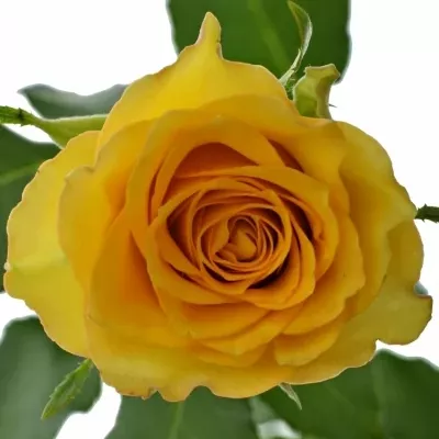 Žlutá růže Paco! 50cm (M)