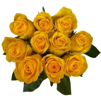 Žlutá růže PALMARES!