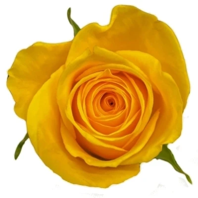 Žlutá růže PALMARES!