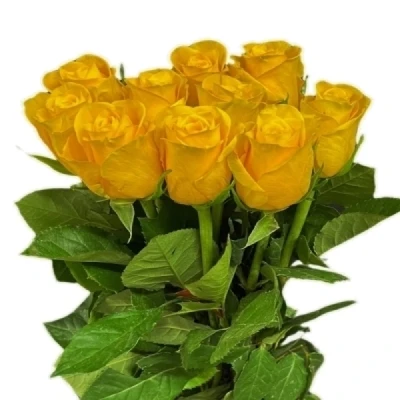 Žlutá růže PALMARES!