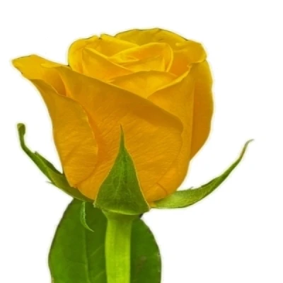 Žlutá růže PALMARES!