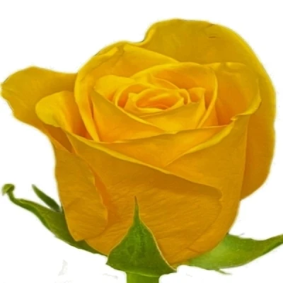 Žlutá růže PALMARES! 70 cm (XL)
