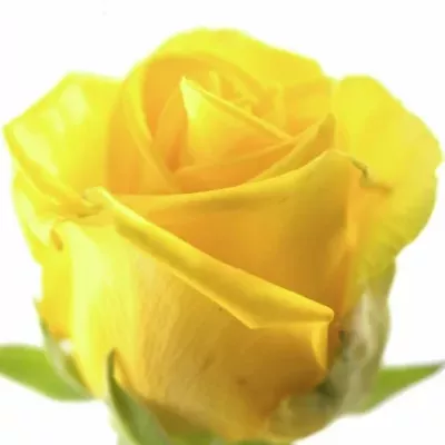 Žlutá růže PENNY LANE 