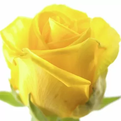 Žlutá růže PENNY LANE 40cm (XXL)